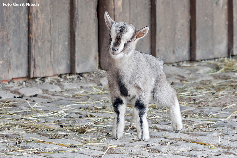 Junge Afrikanische Zwergziege am 19. März 2018 im JuniorZoo im Grünen Zoo Wuppertal (Foto Gerrit Nitsch)