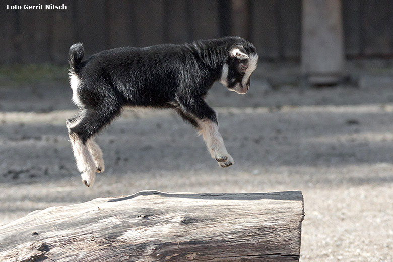 Junge Afrikanische Zwergziege am 19. März 2018 im JuniorZoo im Zoologischen Garten der Stadt Wuppertal (Foto Gerrit Nitsch)