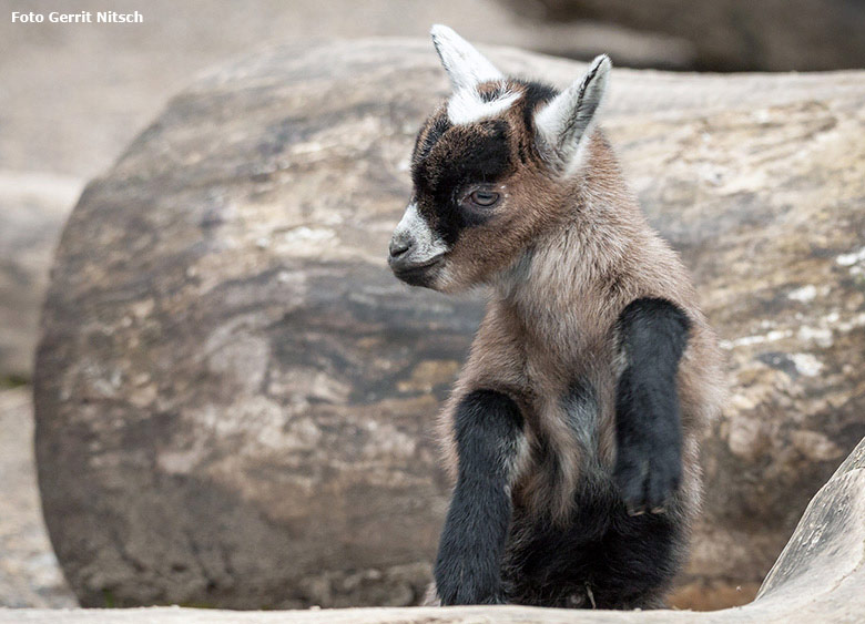 Junge Afrikanische Zwergziege am 21. März 2018 im JuniorZoo im Zoologischen Garten Wuppertal (Foto Gerrit Nitsch)