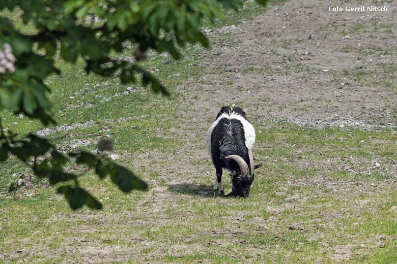 Männliche Afrikanische Zwergziege am 11. Mai 2018 auf der Afrika-Anlage im Grünen Zoo Wuppertal (Foto Gerrit Nitsch)