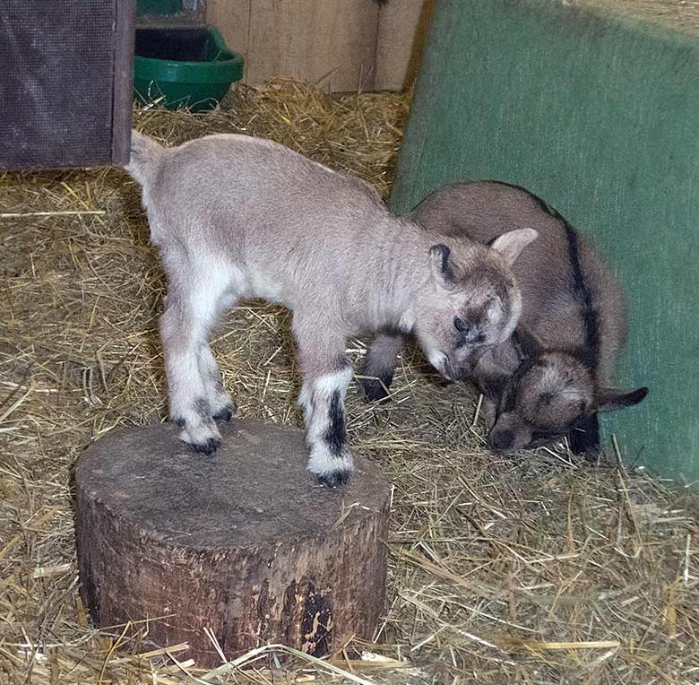 Afrikanische Zwergziegen-Jungtiere am 30. März 2019 im Stall am JuniorZoo im Wuppertaler Zoo