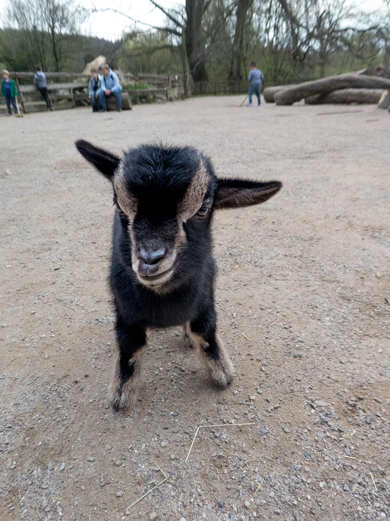 Afrikanisches Zwergziegen-Jungtier am 6. April 2019 im JuniorZoo im Wuppertaler Zoo