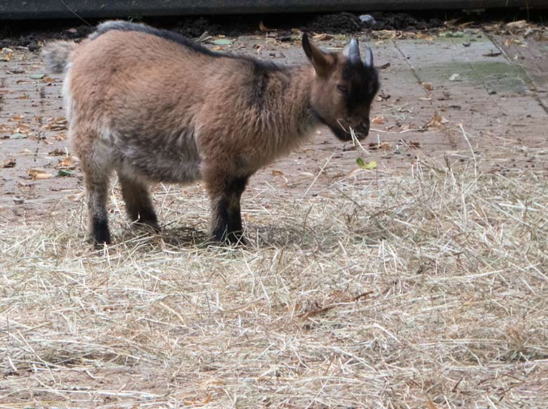 Afrikanische Zwergziege am 14. Juli 2019 im Vorgehege am Stallgebäude der ehemaligen Milu-Anlage im Zoologischen Garten Wuppertal