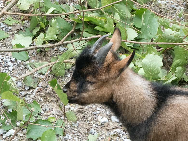 Afrikanische Zwergziege am 15. August 2019 auf der alten Milu-Anlage im Wuppertaler Zoo