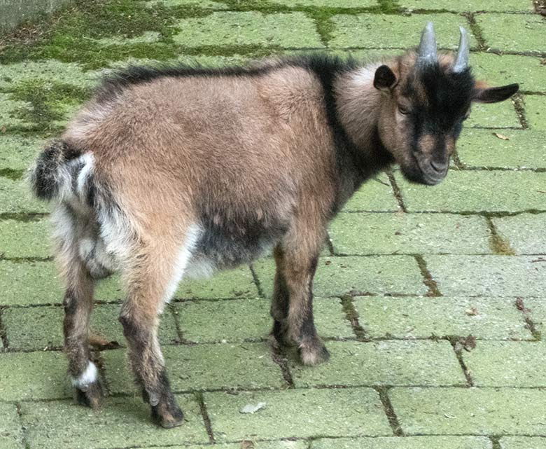 Afrikanische Zwergziege am 19. August 2019 auf der alten Milu-Anlage im Grünen Zoo Wuppertal