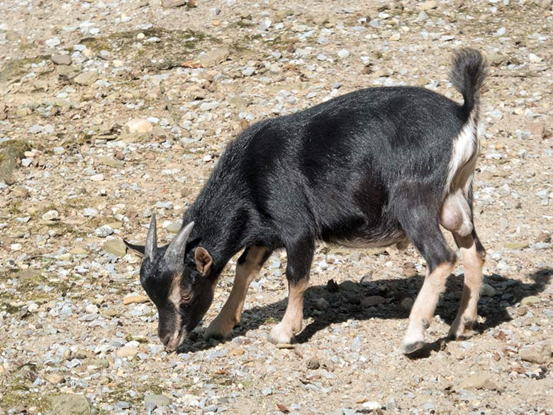 Afrikanische Zwergziege am 31. August 2019 auf der alten Milu-Anlage im Zoologischen Garten der Stadt Wuppertal