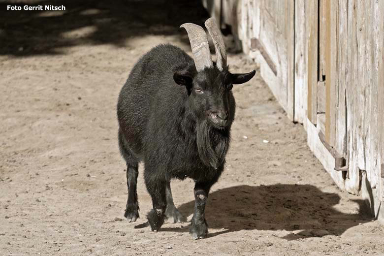 Afrikanische Zwergziege am 14. September 2019 auf der Afrika-Anlage im Grünen Zoo Wuppertal (Foto Gerrit Nitsch)