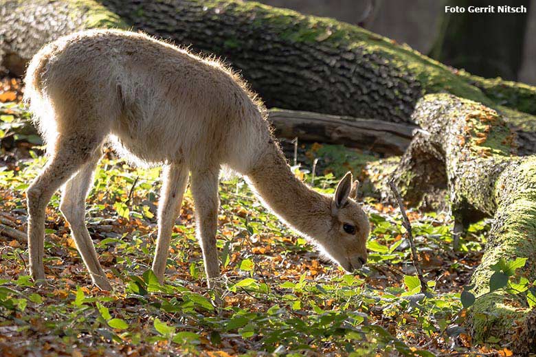Vikunja-Jungtier am 29. Oktober 2019 im sogenannten Milu-Wald im Grünen Zoo Wuppertal (Foto Gerrit Nitsch)