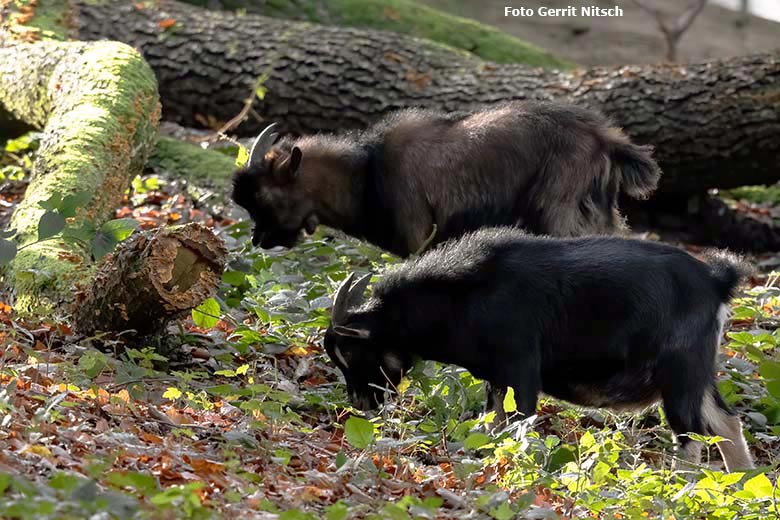 Afrikanische Zwergziegen am 29. Oktober 2019 im sogenannten Milu-Wald im Wuppertaler Zoo (Foto Gerrit Nitsch)