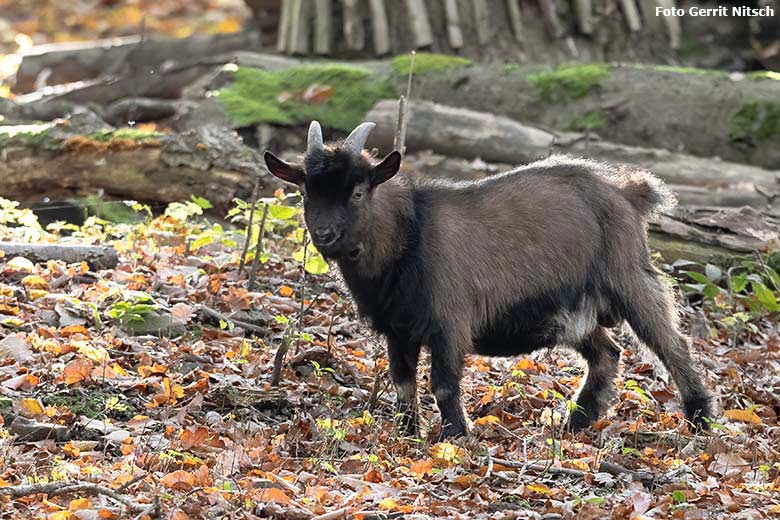 Afrikanische Zwergziege am 29. Oktober 2019 im sogenannten Milu-Wald im Zoologischen Garten der Stadt Wuppertal (Foto Gerrit Nitsch)