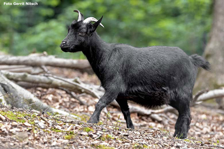 Afrikanische Zwergziege am 8. Juni 2020 im ehemaligen Milu-Wald im Zoologischen Garten Wuppertal (Foto Gerrit Nitsch)