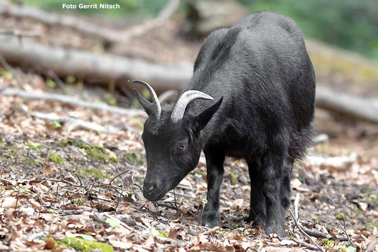 Afrikanische Zwergziege am 8. Juni 2020 im ehemaligen Milu-Wald im Grünen Zoo Wuppertal (Foto Gerrit Nitsch)