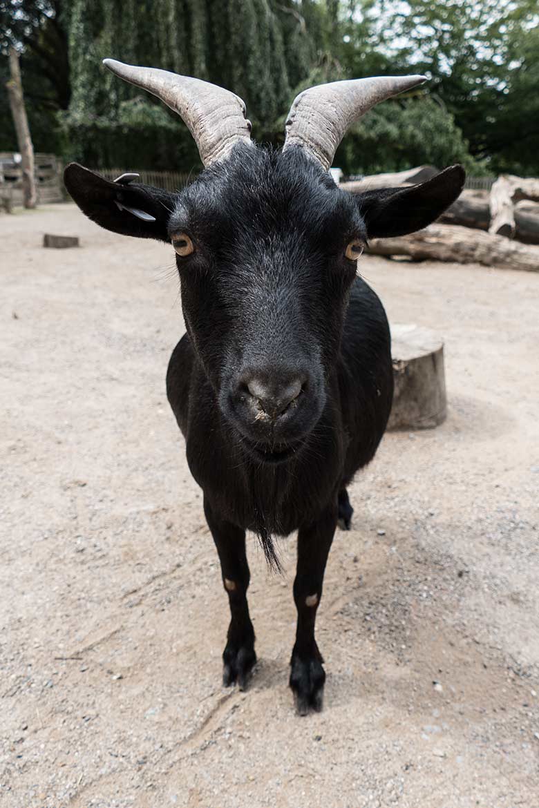 Afrikanische Zwergziege am 27. August 2020 auf der Außenanlage im JuniorZoo im Grünen Zoo Wuppertal