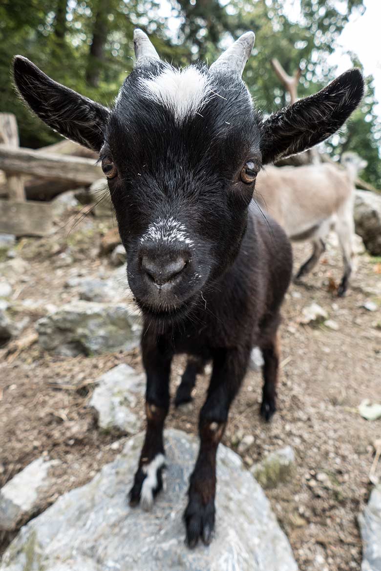 Afrikanische Zwergziege am 27. August 2020 auf der Außenanlage im JuniorZoo im Zoologischen Garten Wuppertal