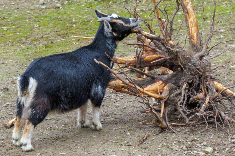 Afrikanische Zwergziege am 10. März 2021 im JuniorZoo im Zoologischen Garten der Stadt Wuppertal