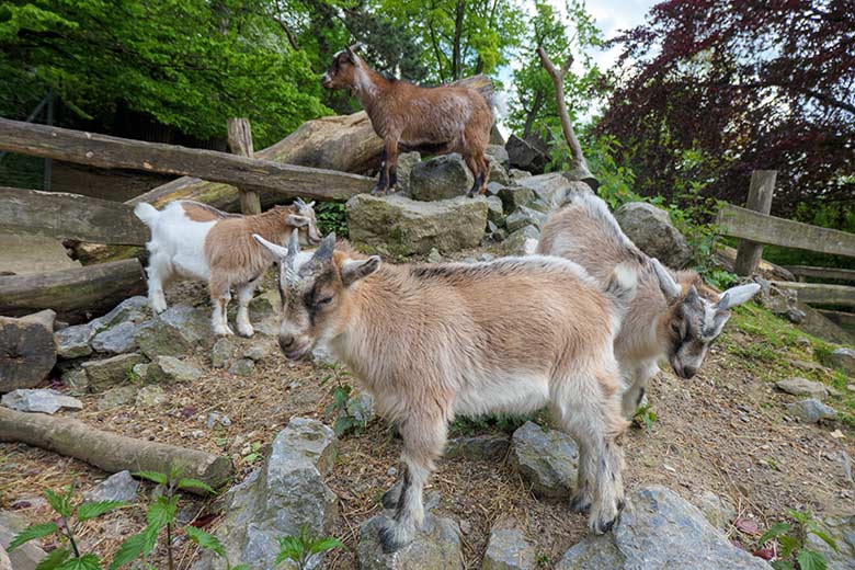 Afrikanische Zwergziegen am 21. Mai 2021 auf der Außenanlage am JuniorZoo im Wuppertaler Zoo