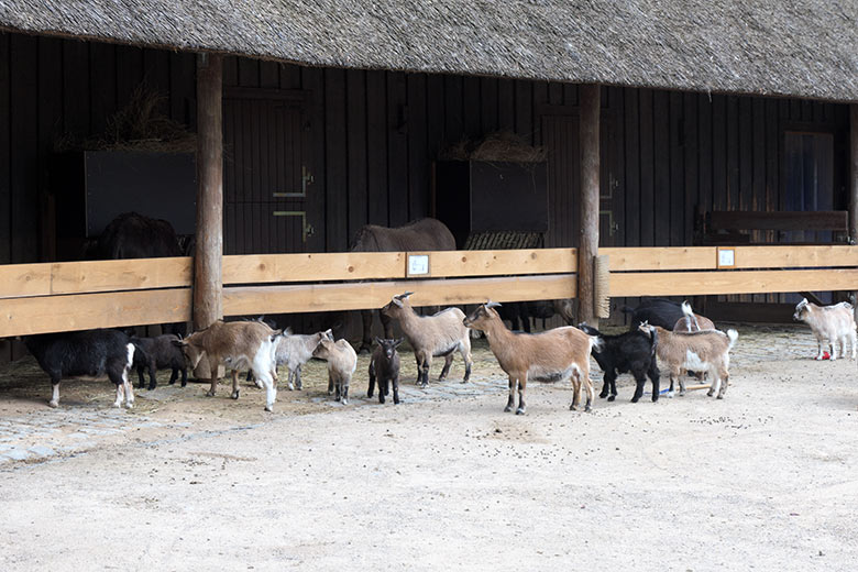 Afrikanische Zwergziegen am 21. Mai 2021 auf der Außenanlage am JuniorZoo im Zoologischen Garten Wuppertal