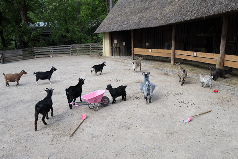 Afrikanische Zwergziegen am 21. Mai 2021 auf der Außenanlage am JuniorZoo im Grünen Zoo Wuppertal