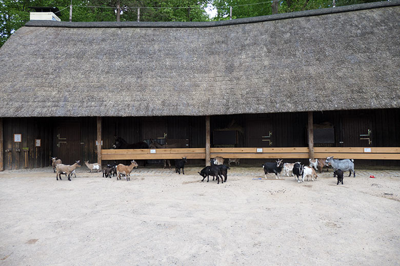 Afrikanische Zwergziegen am 21. Mai 2021 auf der Außenanlage am JuniorZoo im Wuppertaler Zoo