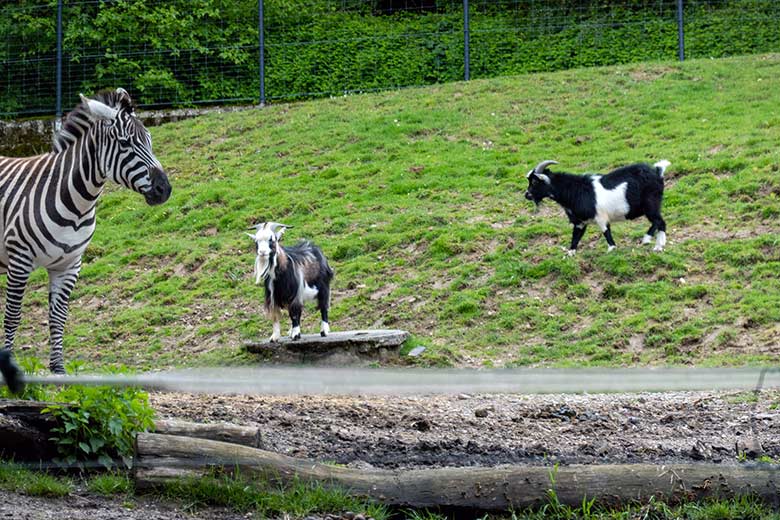 Böhmzebra und zwei männliche Afrikanische Zwergziegen am 14. Juni 2021 auf der Afrika-Anlage im Wuppertaler Zoo