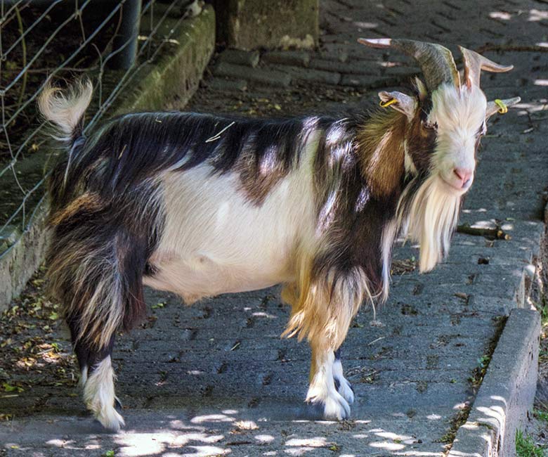 Männliche Afrikanische Zwergziege am 14. Juni 2021 auf der Afrika-Anlage im Zoologischen Garten Wuppertal