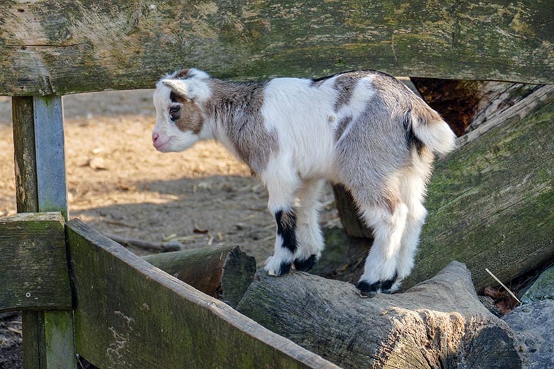 Junge Afrikanische Zwergziege am 25. März 2022 im JuniorZoo im Zoologischen Garten Wuppertal