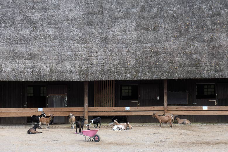 Afrikanische Zwergziegen am 7. September 2022 im JuniorZoo im Zoologischen Garten Wuppertal