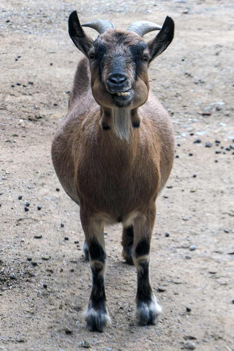 Afrikanische Zwergziege am 7. September 2022 im JuniorZoo im Wuppertaler Zoo