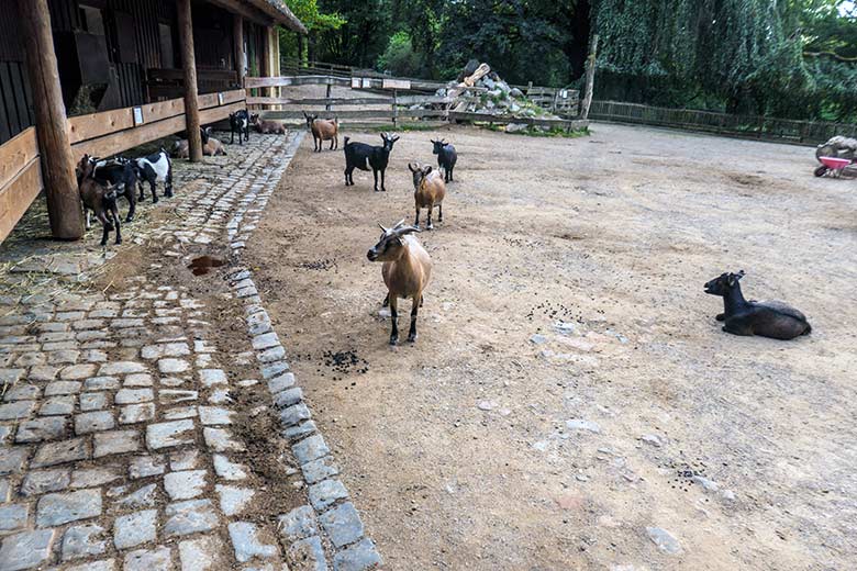 Afrikanische Zwergziegen am 7. September 2022 im JuniorZoo im Zoo Wuppertal