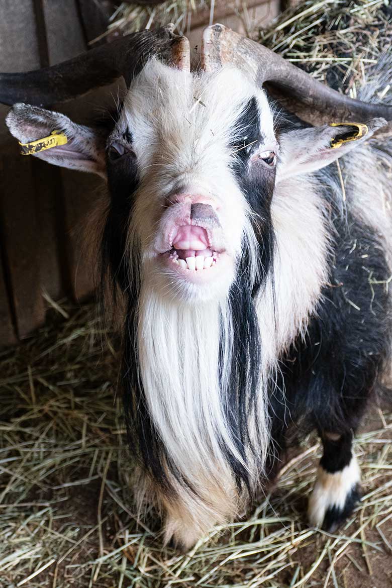 Männliche Afrikanische Zwergiege am 29. Oktober 2022 im JuniorZoo im Wuppertaler Zoo