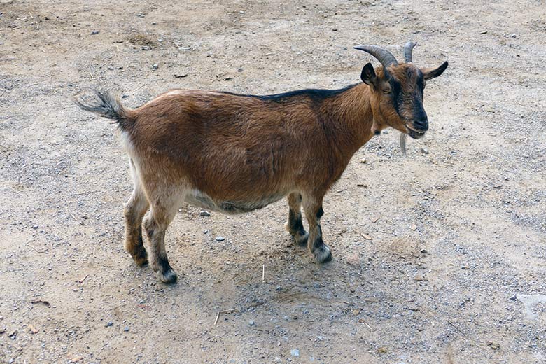 Weibliche Afrikanische Zwergiege am 29. Oktober 2022 im JuniorZoo im Wuppertaler Zoo