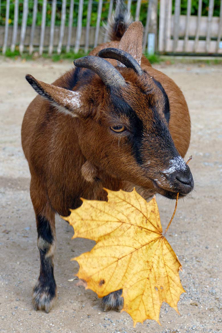 Weibliche Afrikanische Zwergiege am 29. Oktober 2022 im JuniorZoo im Grünen Zoo Wuppertal