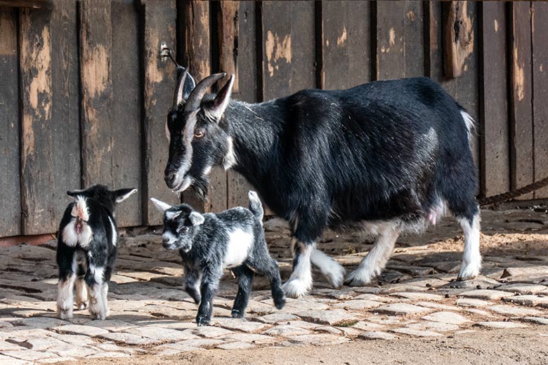 Weibliche Afrikanische Zwergziege mit zwei Jungtieren am 15. März 2023 im JuniorZoo im Wuppertaler Zoo