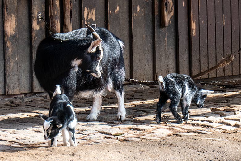 Weibliche Afrikanische Zwergziege mit zwei Jungtieren am 15. März 2023 im JuniorZoo im Zoologischen Garten Wuppertal