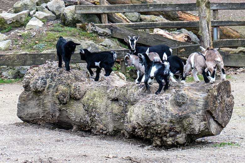 Junge Afrikanische Zwergziegen am 22. März 2023 im JuniorZoo im Grünen Zoo Wuppertal