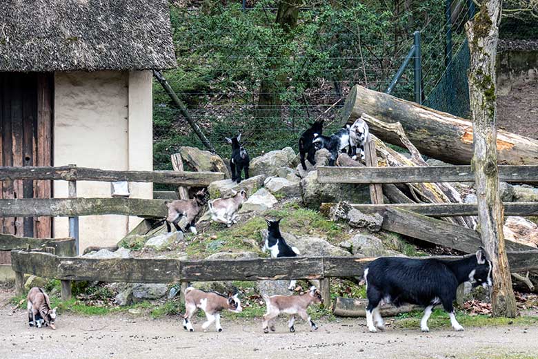 Junge Afrikanische Zwergziegen am 22. März 2023 im JuniorZoo im Wuppertaler Zoo