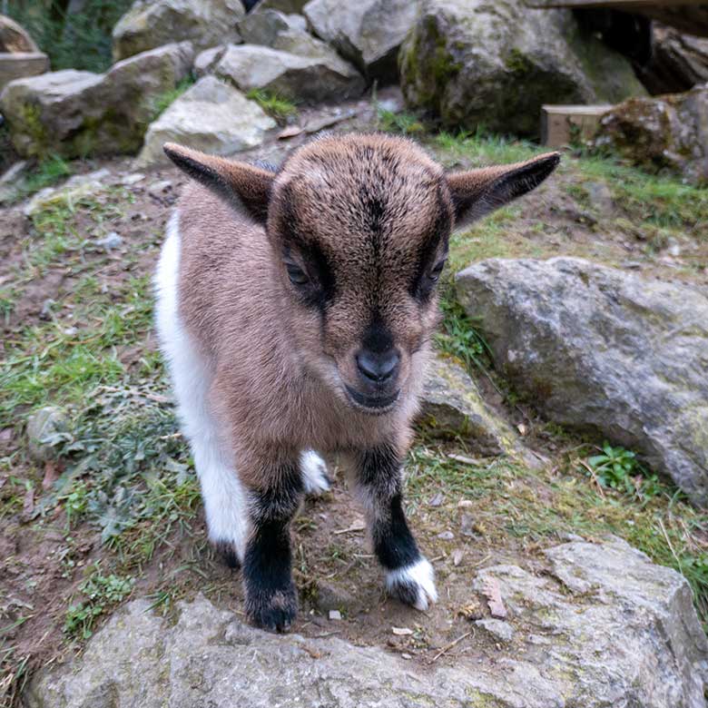 Junge Afrikanische Zwergziege am 29. März 2023 im JuniorZoo im Wuppertaler Zoo