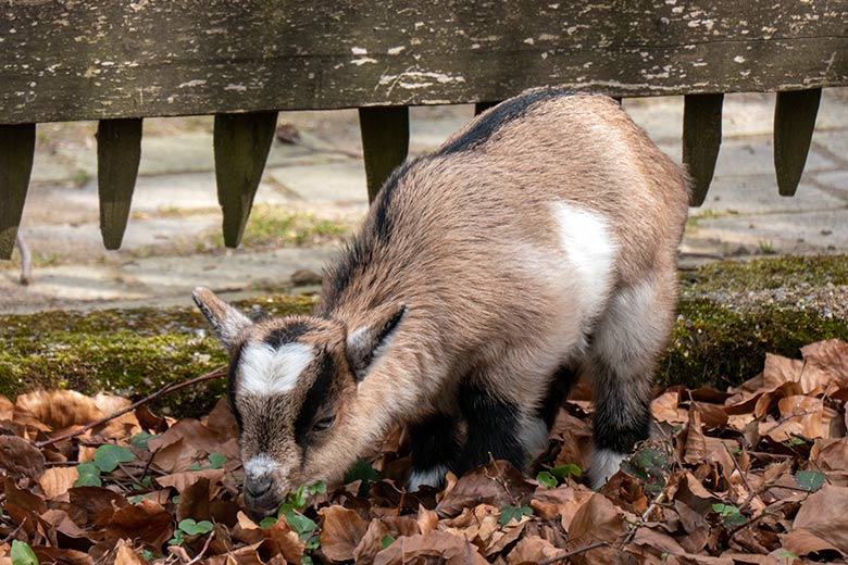 Junge Afrikanische Zwergziege am 11. April 2023 ausserhalb des JuniorZoo im Wuppertaler Zoo