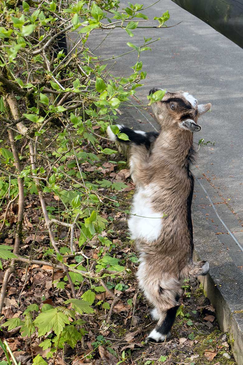 Junge Afrikanische Zwergziege am 27. April 2023 ausserhalb des JuniorZoo im Wuppertaler Zoo