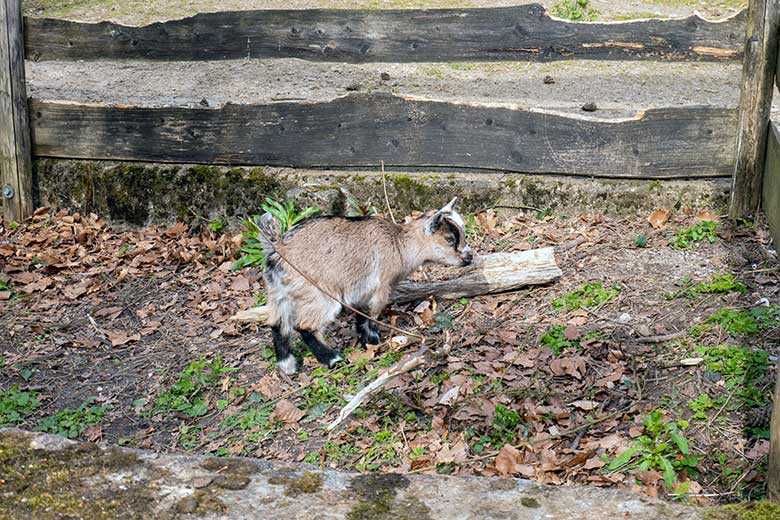 Junge Afrikanische Zwergziege am 27. April 2023 ausserhalb des JuniorZoo im Zoologischen Garten Wuppertal