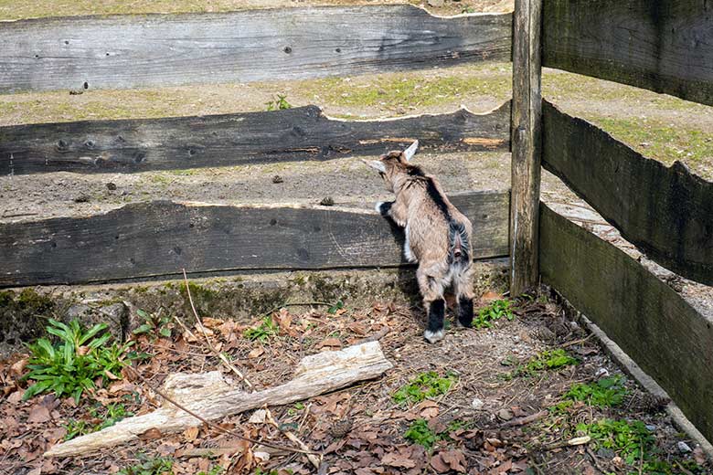 Junge Afrikanische Zwergziege am 27. April 2023 ausserhalb des JuniorZoo im Zoo Wuppertal