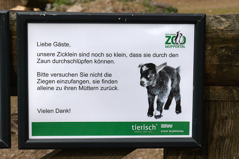 Aushang am 27. April 2023 zu den jungen Afrikanischen Zwergziegen ausserhalb des JuniorZoo im Wuppertaler Zoo