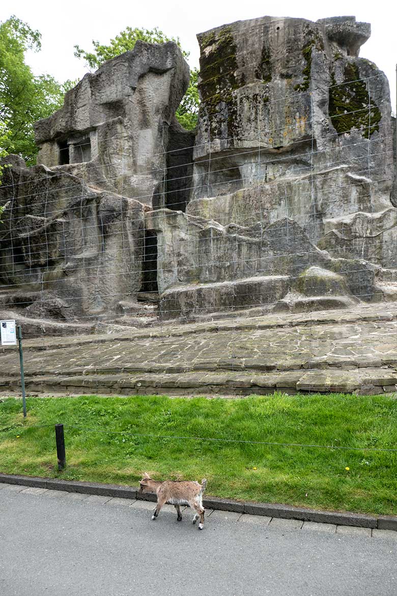 Junge Afrikanische Zwergziege außerhalb des JuniorZoo am 7. Mai 2023 vor dem Steinbock-Felsen im Grünen Zoo Wuppertal