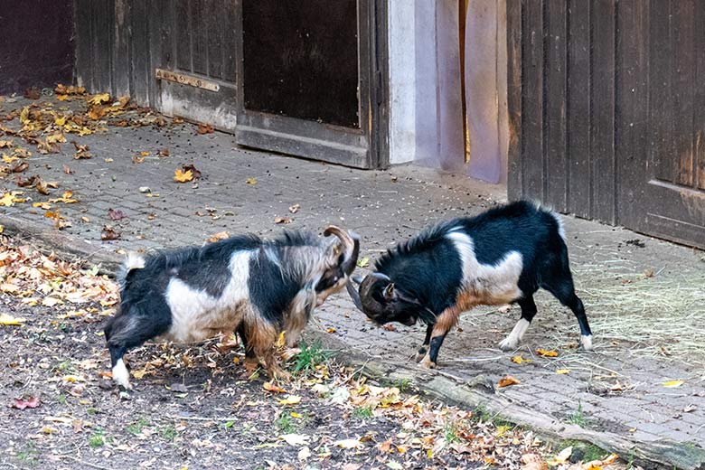 Die beiden adulten Zucht-Böcke der Afrikanischen Zwergziegen am 3. November 2023 auf der ehemaligen Bongo-Anlage im Wuppertaler Zoo