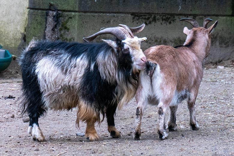 Afrikanischer Zwergziegen-Bock und Geiß am 8. Februar 2025 auf der Außenanlage am JuniorZoo im Grünen Zoo Wuppertal