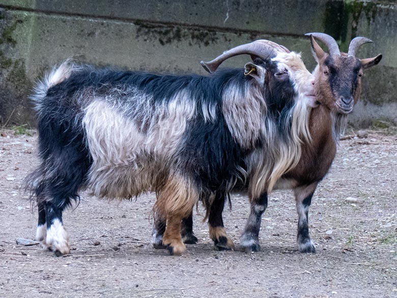 Afrikanischer Zwergziegen-Bock und Geiß am 8. Februar 2025 auf der Außenanlage am JuniorZoo im Zoologischen Garten Wuppertal