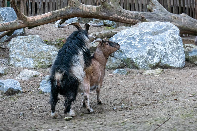 Afrikanischer Zwergziegen-Bock und Geiß am 8. Februar 2025 auf der Außenanlage am JuniorZoo im Zoo Wuppertal