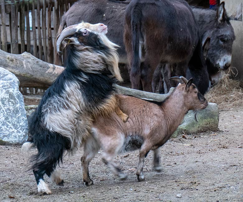 Afrikanischer Zwergziegen-Bock und Geiß am 8. Februar 2025 auf der Außenanlage am JuniorZoo im Wuppertaler Zoo