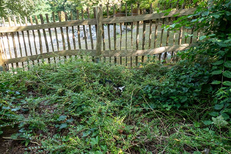 Junge Afrikanische Zwergziege am 13. August 2025 außerhalb des JuniorZoo im Zoologischen Garten der Stadt Wuppertal