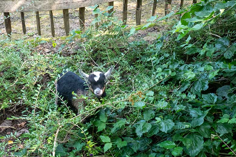 Junge Afrikanische Zwergziege am 13. August 2025 außerhalb des JuniorZoo im Wuppertaler Zoo
